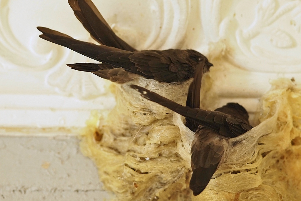 Món yến sào bổ như thế nào mà người Trung Quốc ăn nhiều thế, muốn nhập khẩu ngay từ Việt Nam? - Ảnh 1.