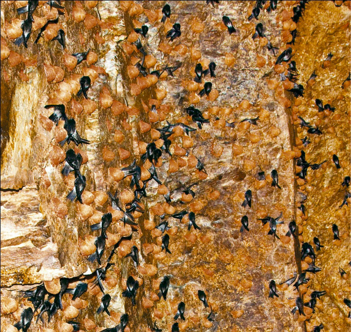 Yến huyết đảo thiên nhiên Khánh Hòa mẫu hộp quà tặng - 024S – Hải sản Khánh  Hòa