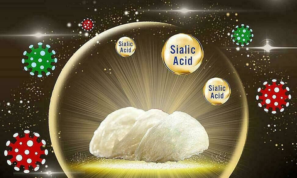 Nghiên cứu phát hiện Axit Sialic trong yến sào chống viêm thần kinh - Yến Sào Kim Nhạn