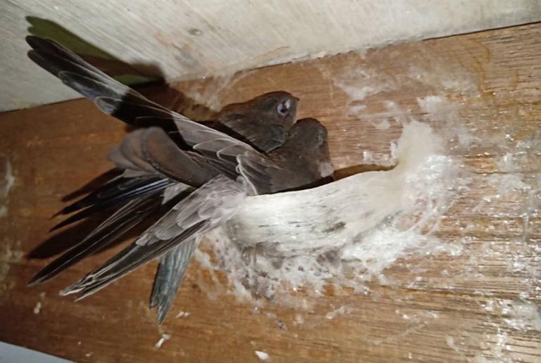 Tổ Yến Non Hay Già Tốt? Phân Biệt Sao? Mua Loại Nào? - Thuốc Dân Tộc