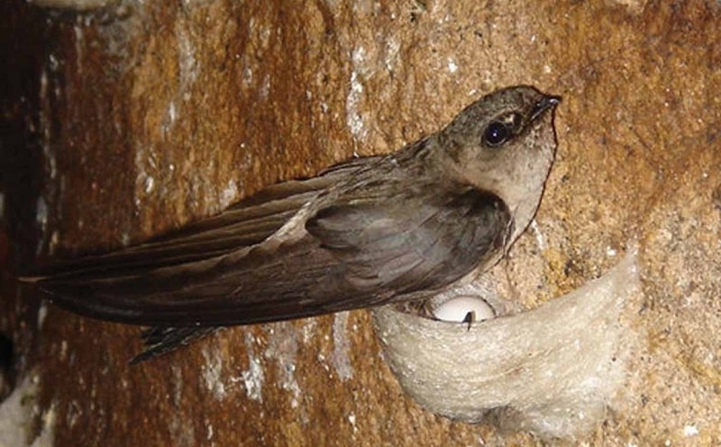 Những điều chưa biết về yến sào thiên nhiên